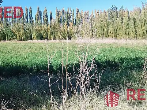 Vende Chacra en Produccion en Senillosa