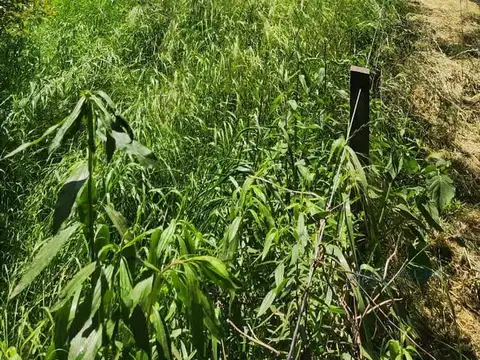 Terreno en Venta 79  mts Fondo