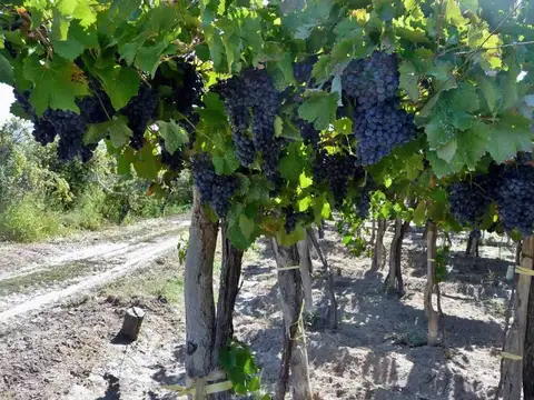 Century 21 López ofrece a la venta finca productiva de 24 hectáreas en Montecase