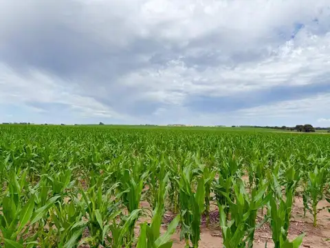 Campo mixto de 807 hectáreas en Winifreda - LP