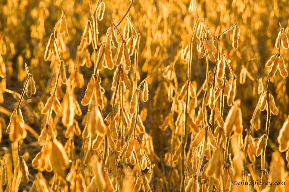 Campo en Venta de 50  ha