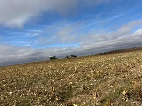 VENTA - 300 Ha. Agrícolas a 30´ de  Villa Mercedes , San Luis