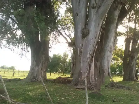 Campo en Venta de 2  ha