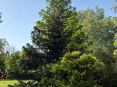 Claveles y Campanillas 100