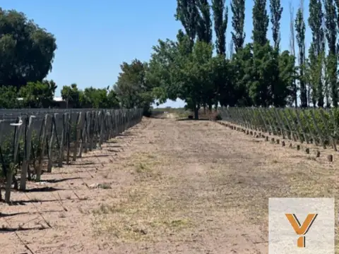 Campo en venta -  - 250000mts - capital