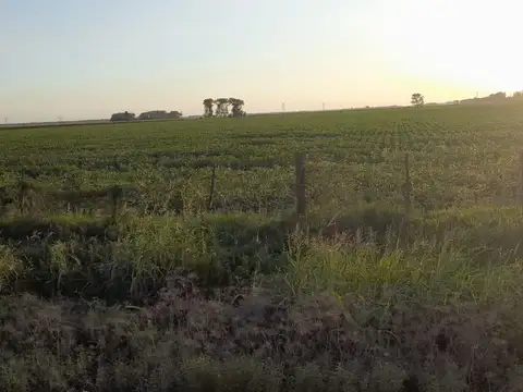Se venden 6 hectareas de campo