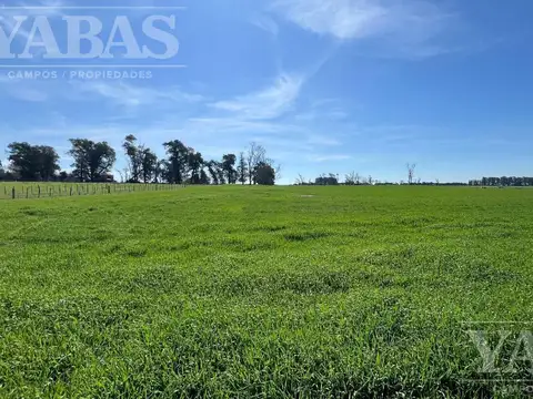 VENTA DE CAMPO – 200 HECTÁREAS – PARTIDO DE BARADERO, RUTA NACIONAL Y AUTOPISTA N.º 9,