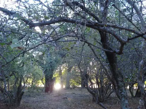 Venta de 34.900 hectareas en Salta