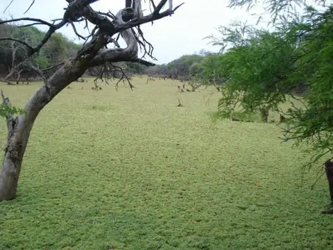 Venta de 34.900 hectareas en Salta