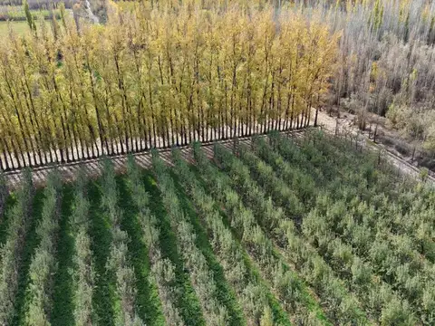 CHACRA PRODUCTIVA EN VENTA 29HA