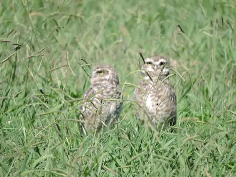 A012 y Los Eucaliptus