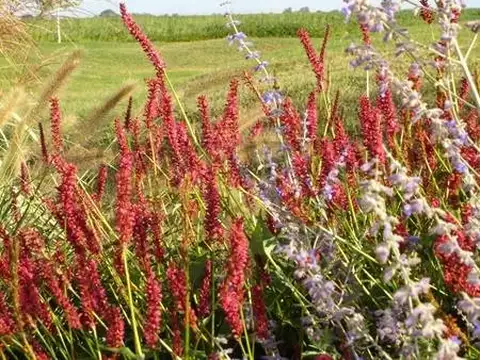 La primavera golf , Piso 0