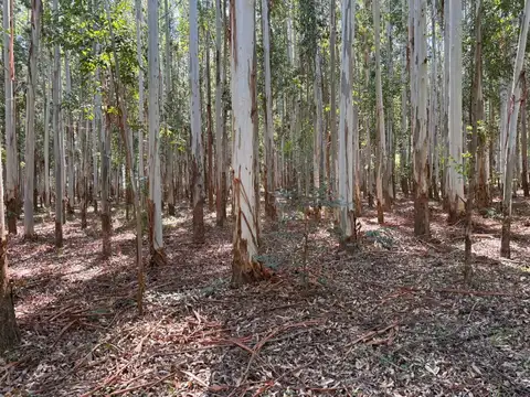 VENTA CAMPO FORESTADO CONCORDIA