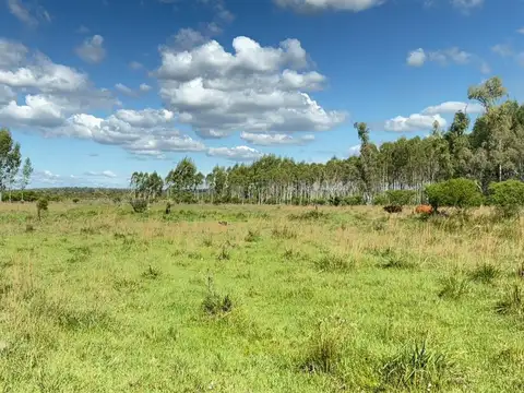 VENTA CAMPO FORESTADO CONCORDIA