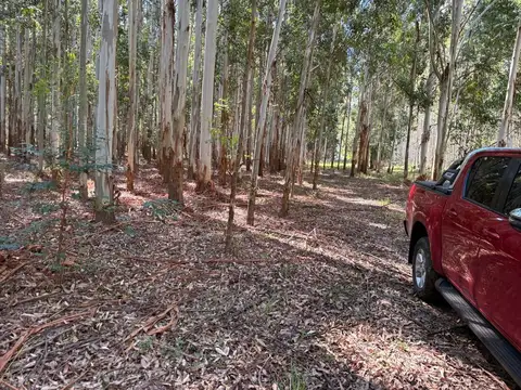 VENTA CAMPO FORESTADO CONCORDIA