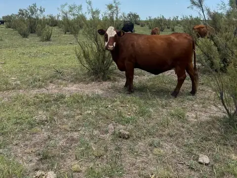 Campo en  LABOULAYE