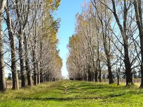 Campo en venta de 77 has en  Saladillo - Agricola ganadero