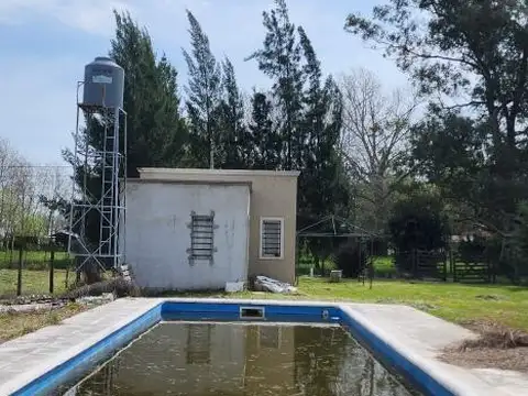 Overo Pampa e/ Sauce y Eucaliptos