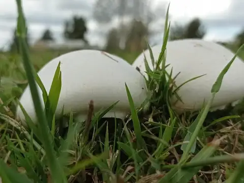 Venta Lote - Posada de los Lagos
