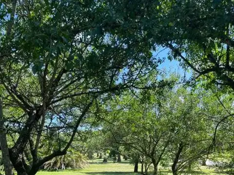 Terreno en Venta 50  mts Fondo