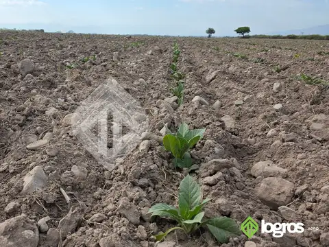 Lote 150 has con riego frente al bypass minero | Campo Quijano | Salta