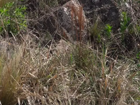 Terreno en Venta de 2525,0 m2