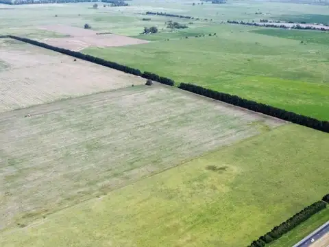 VENTA CAMPO 155 HECTAREAS PLOMER SOBRE RUTA 6