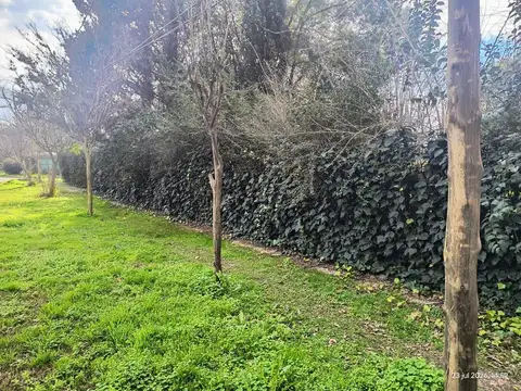 Los Aromos al 500