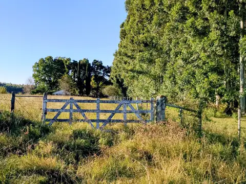 Campo 24 Ha. Ganadería y Forestación c/casa antigua