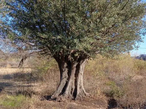 LOTE COSTA DE ARAUJO CON DERECHO DE RIEGO