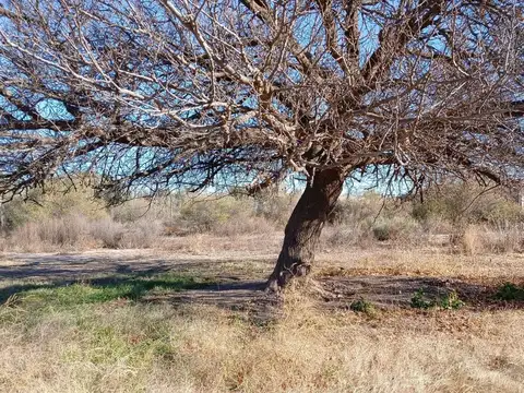 LOTE COSTA DE ARAUJO CON DERECHO DE RIEGO