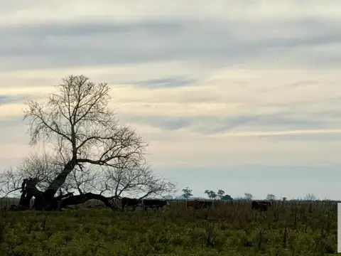 Campo en Venta -  - 460000mts - Pila