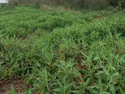 Terreno en Venta de 8265,0 m2