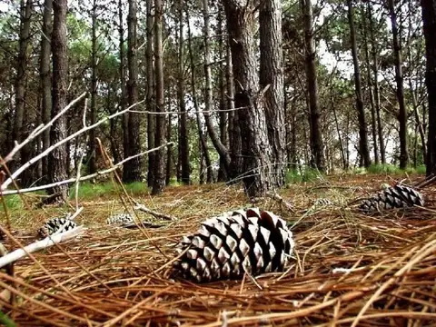 Terreno en Venta en Costa Del Este, USD 24.000