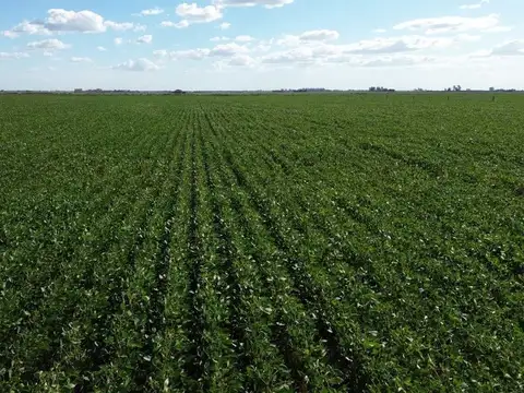 64,7 HECTAREAS ZONA DE CHOVET