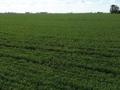 64,7 HECTAREAS ZONA DE CHOVET