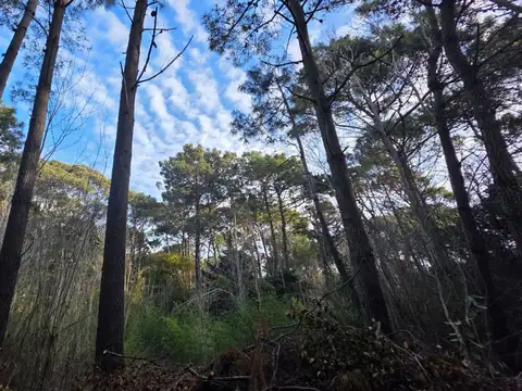 VENTA DE LOTE EN CARILO