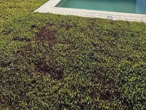 Terravista 100