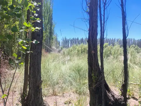 OPORTUNIDAD  VENTA DE 30 HECTAREAS  A METROS DE LA RUTA 22! MAINQUE - RIO NEGRO