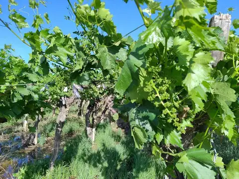 Finca con producción. Uva y Membrillos. 25 de mayo