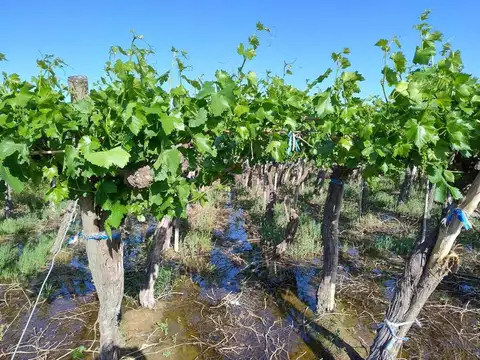 Finca con producción. Uva y Membrillos. 25 de mayo