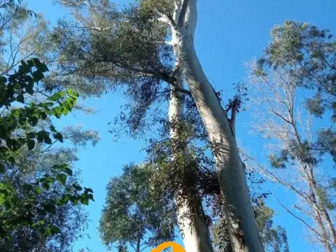 Isla Talavera  sobre canal Martin Irigoyen CAMPANA 100