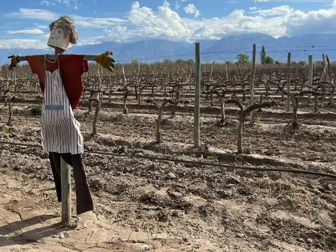 FINCA ROSA BLANCA TUNUYAN
