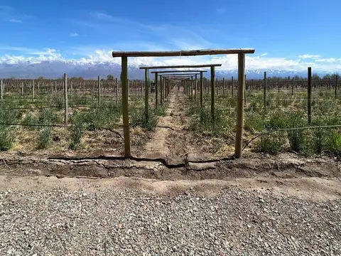 FINCA ROSA BLANCA TUNUYAN