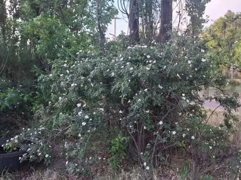 LAS MERCEDES , Piso 0