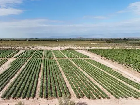 Campo en Venta en Guanacache, Sarmiento