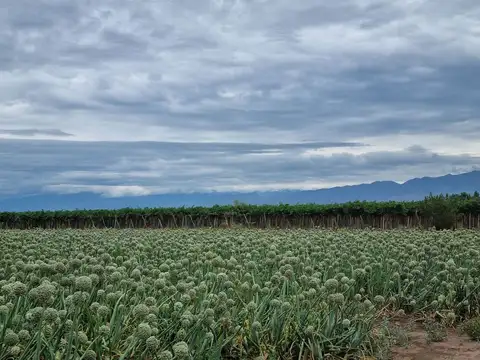 CAMPO AGRICOLA EN VENTA DE 20 HAS, SARMIENTO