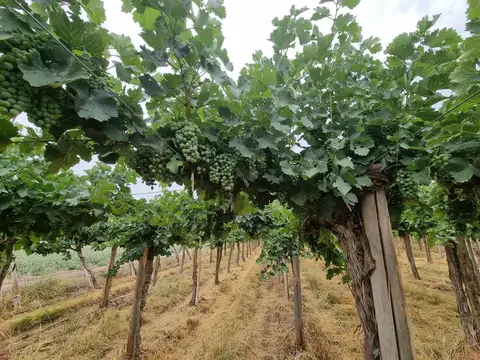 CAMPO AGRICOLA EN VENTA DE 20 HAS, SARMIENTO