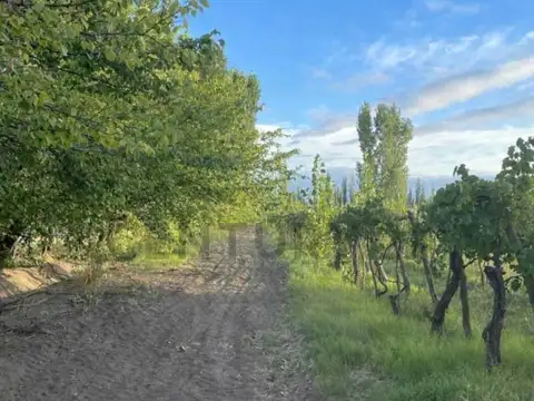 Quinta en Venta en General Alvear, USD 140.000