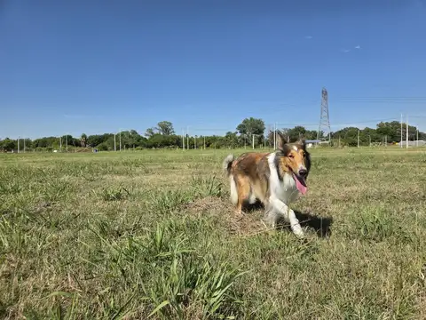 Terreno lote en campo madero, Ibarlucea, en venta